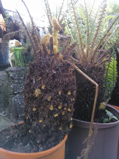[Foto de planta, jardin, jardineria]