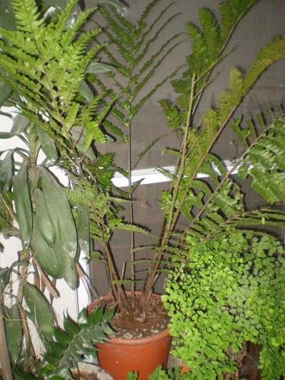 [Foto de planta, jardin, jardineria]