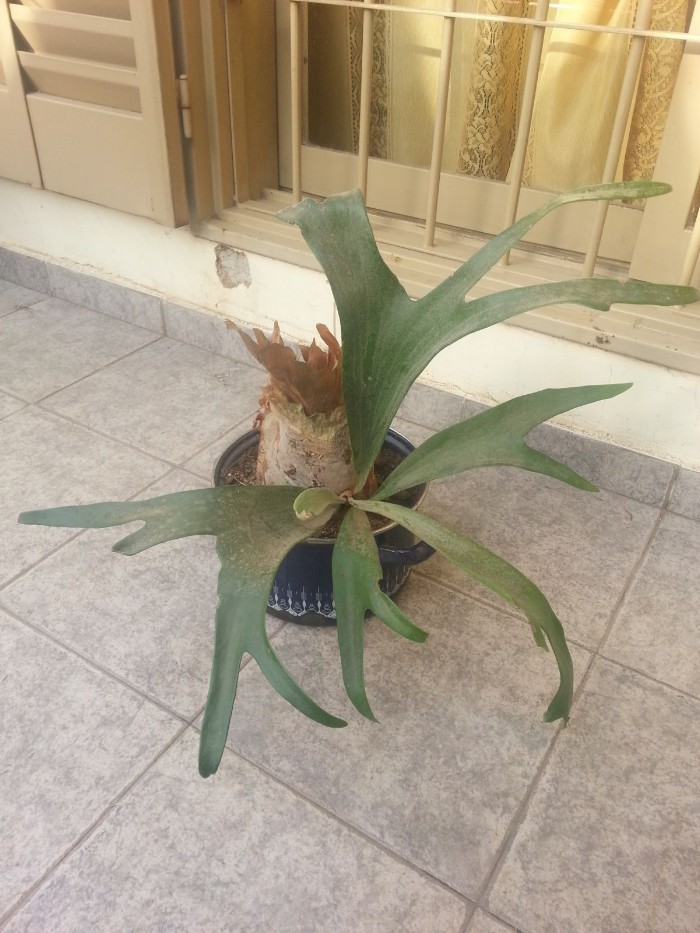 [Foto de planta, jardin, jardineria]