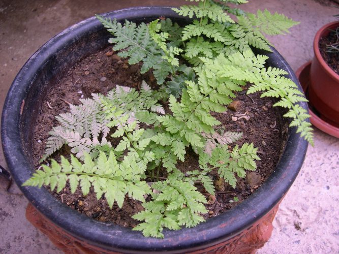 [Foto de planta, jardin, jardineria]