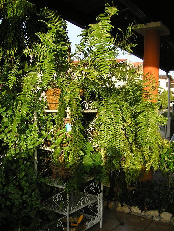 [Foto de planta, jardin, jardineria]