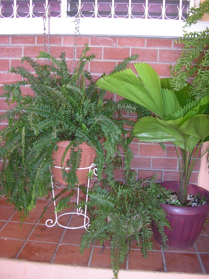 [Foto de planta, jardin, jardineria]