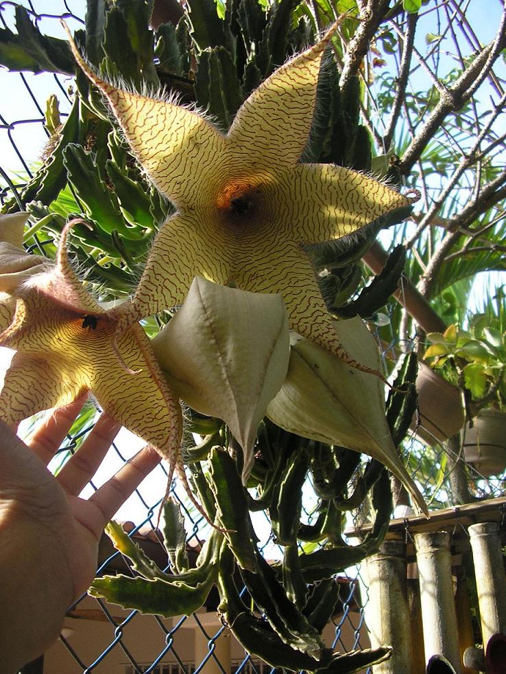 [Foto de planta, jardin, jardineria]