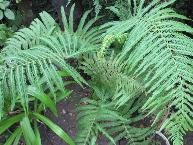 [Foto de planta, jardin, jardineria]