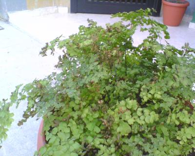 [Foto de planta, jardin, jardineria]