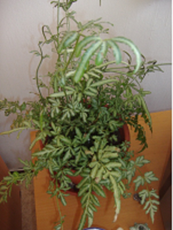 [Foto de planta, jardin, jardineria]