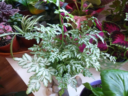 [Foto de planta, jardin, jardineria]