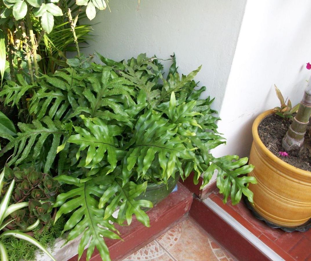 [Foto de planta, jardin, jardineria]