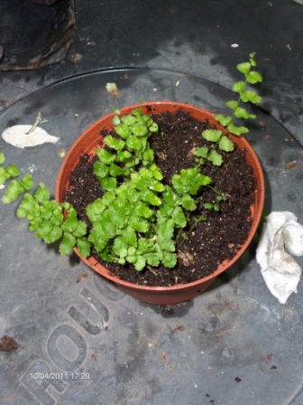 [Foto de planta, jardin, jardineria]