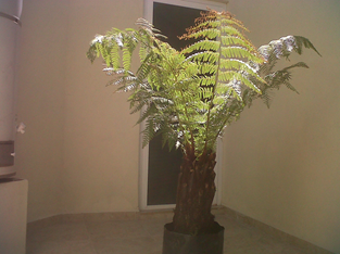 [Foto de planta, jardin, jardineria]