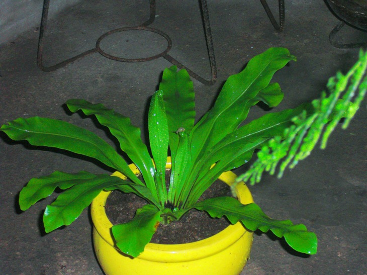 [Foto de planta, jardin, jardineria]