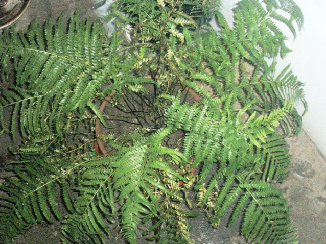 [Foto de planta, jardin, jardineria]