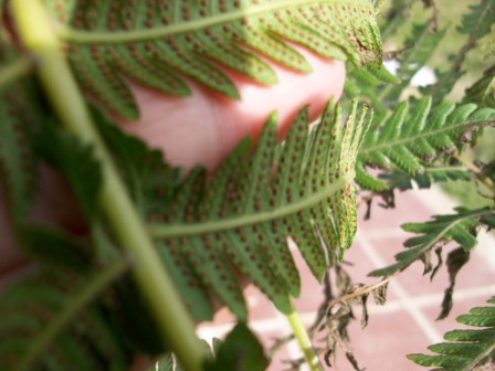 [Foto de planta, jardin, jardineria]