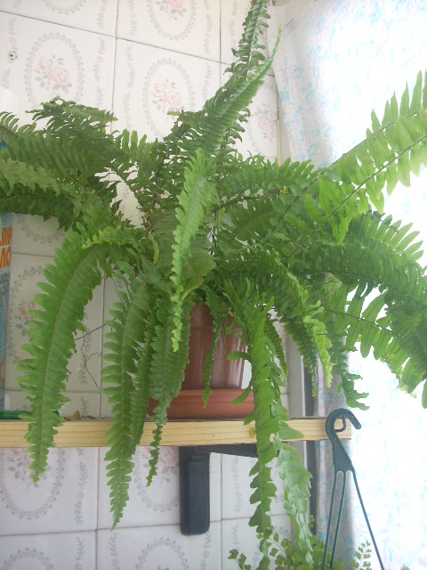 [Foto de planta, jardin, jardineria]