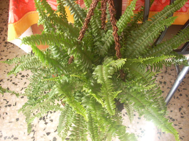 [Foto de planta, jardin, jardineria]