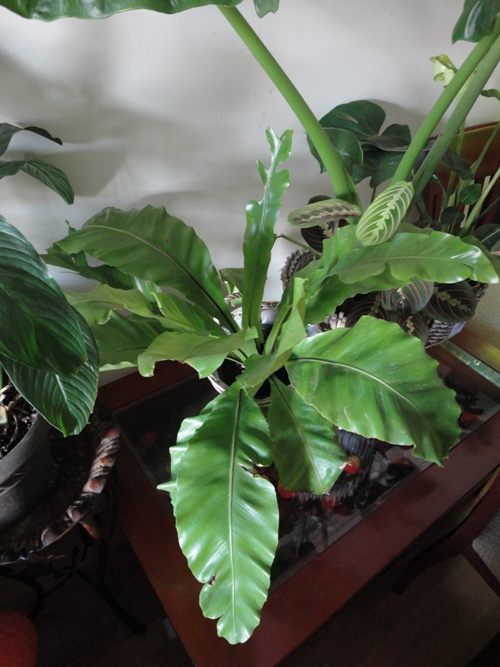 [Foto de planta, jardin, jardineria]