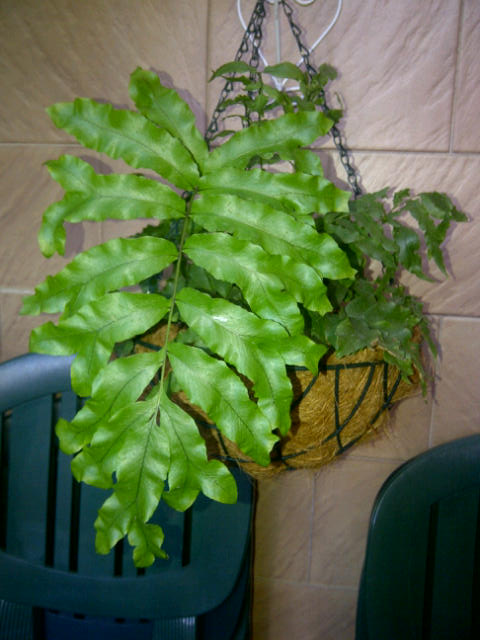 [Foto de planta, jardin, jardineria]
