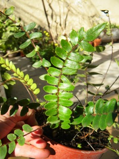 [Foto de planta, jardin, jardineria]