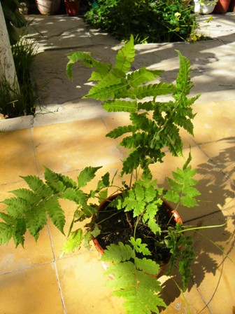 [Foto de planta, jardin, jardineria]
