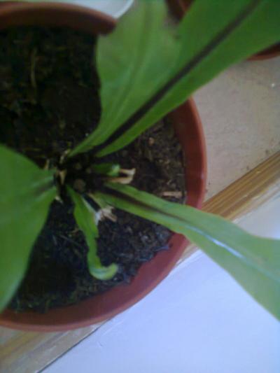 [Foto de planta, jardin, jardineria]