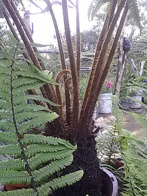[Foto de planta, jardin, jardineria]