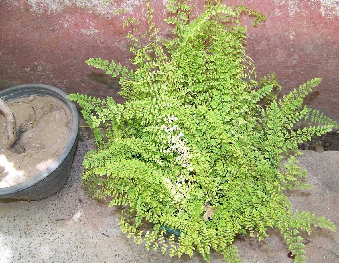 [Foto de planta, jardin, jardineria]