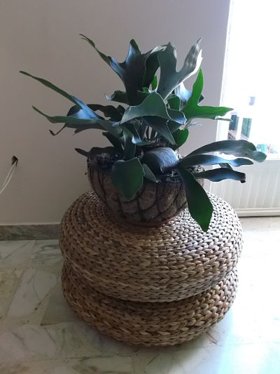 [Foto de planta, jardin, jardineria]