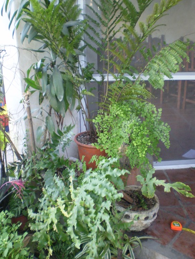 [Foto de planta, jardin, jardineria]