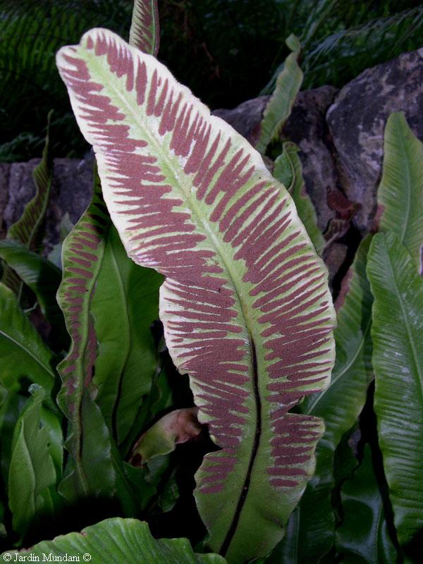 [Foto de planta, jardin, jardineria]