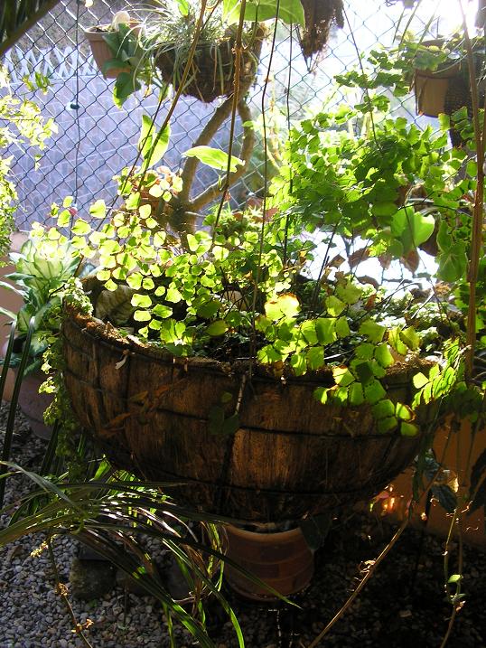 [Foto de planta, jardin, jardineria]