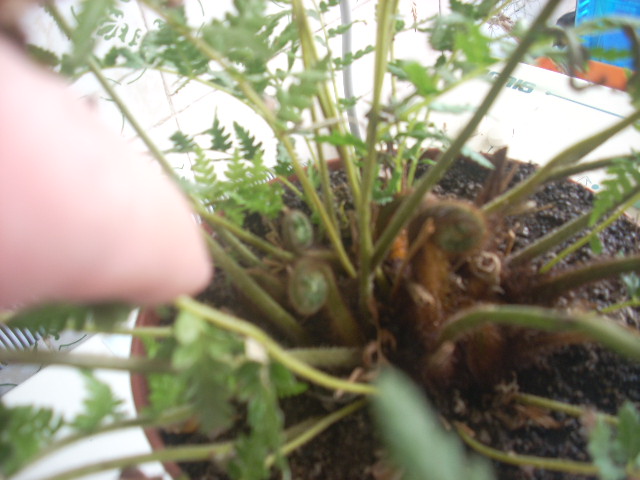 [Foto de planta, jardin, jardineria]