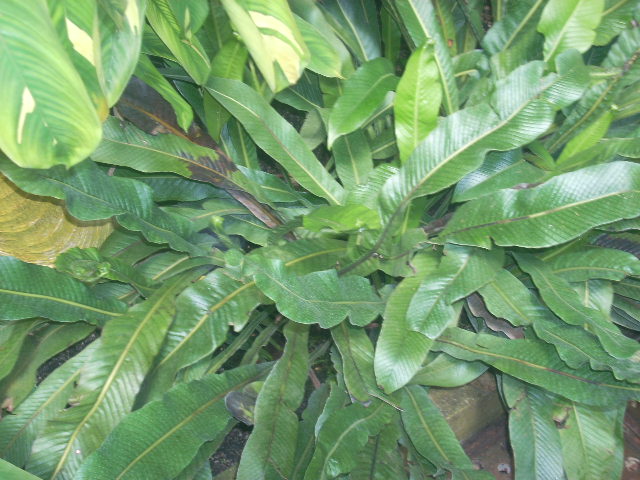 [Foto de planta, jardin, jardineria]