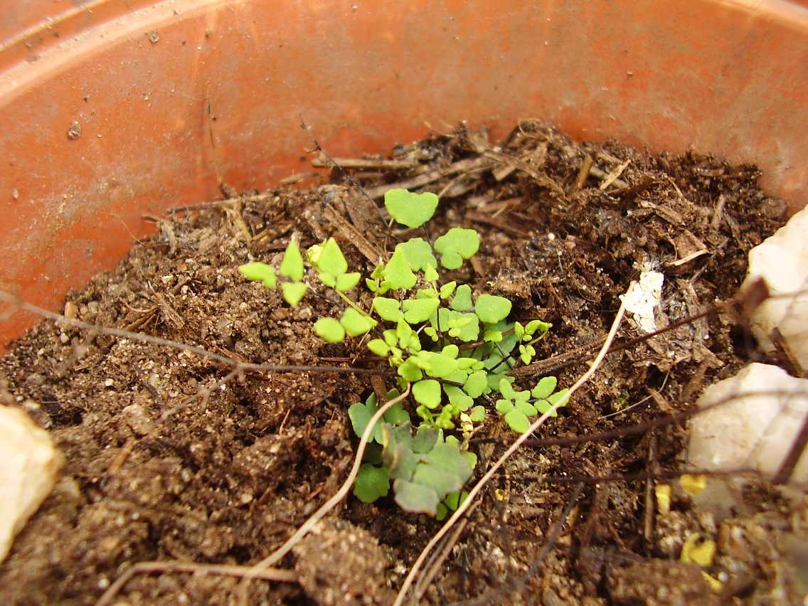 [Foto de planta, jardin, jardineria]
