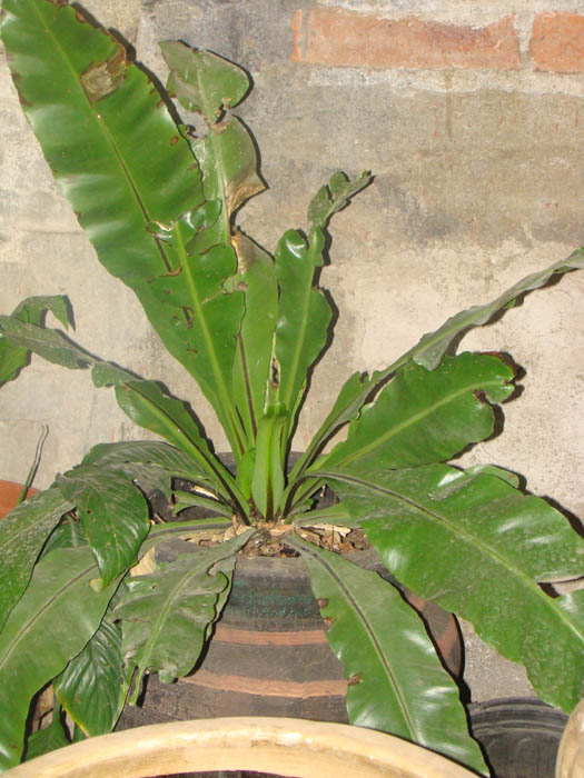 [Foto de planta, jardin, jardineria]