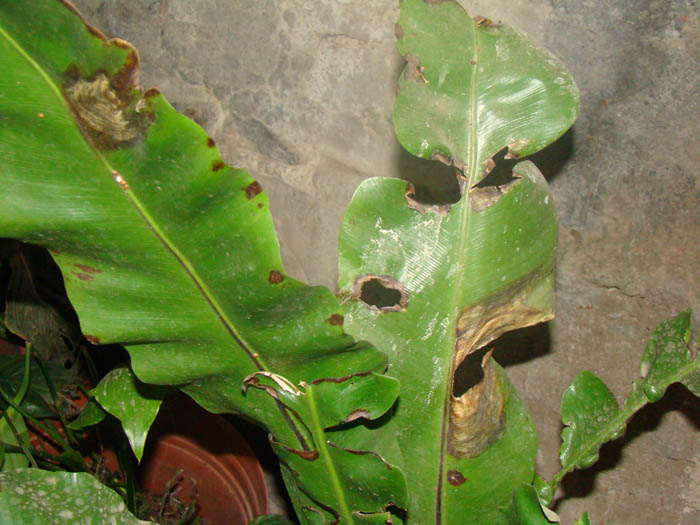 [Foto de planta, jardin, jardineria]