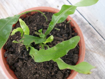 [Foto de planta, jardin, jardineria]