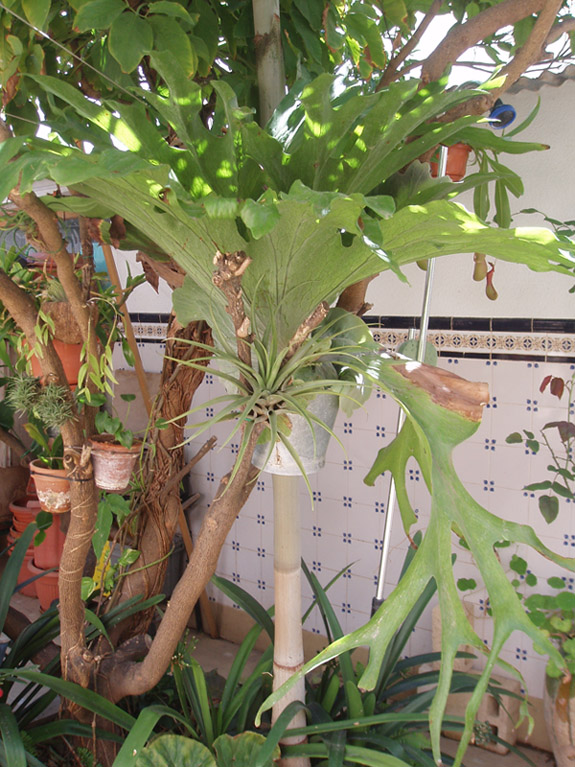 [Foto de planta, jardin, jardineria]