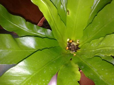 [Foto de planta, jardin, jardineria]