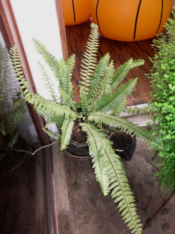 [Foto de planta, jardin, jardineria]