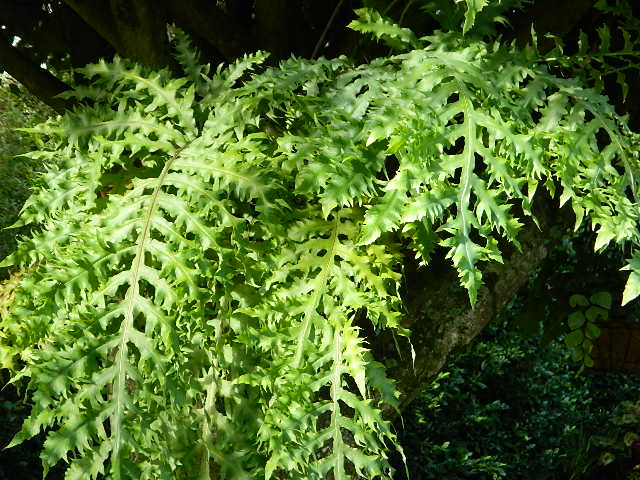 [Foto de planta, jardin, jardineria]