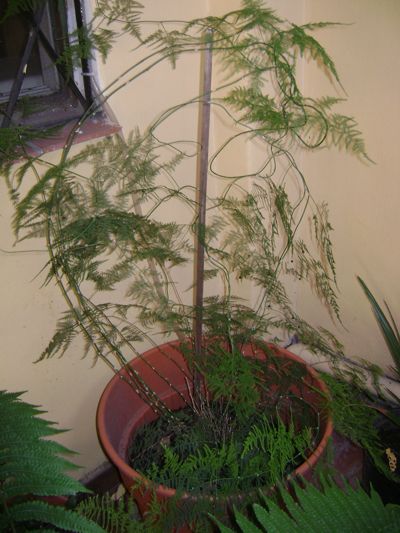 [Foto de planta, jardin, jardineria]