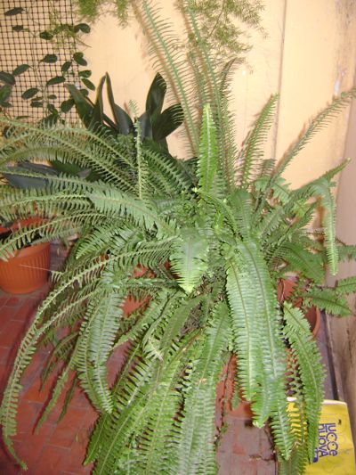 [Foto de planta, jardin, jardineria]