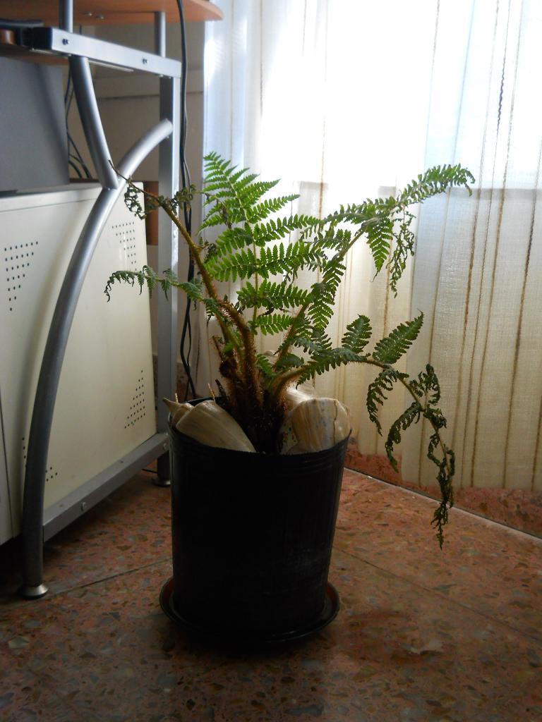 [Foto de planta, jardin, jardineria]