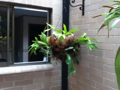 [Foto de planta, jardin, jardineria]