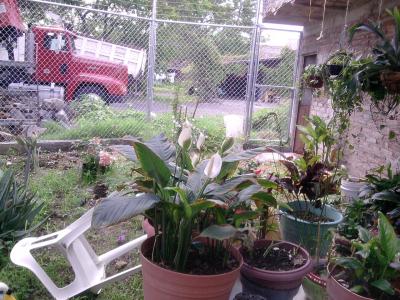 [Foto de planta, jardin, jardineria]