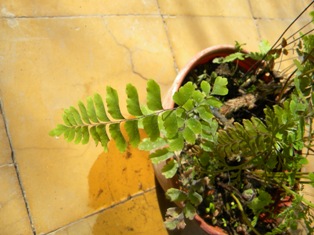 [Foto de planta, jardin, jardineria]