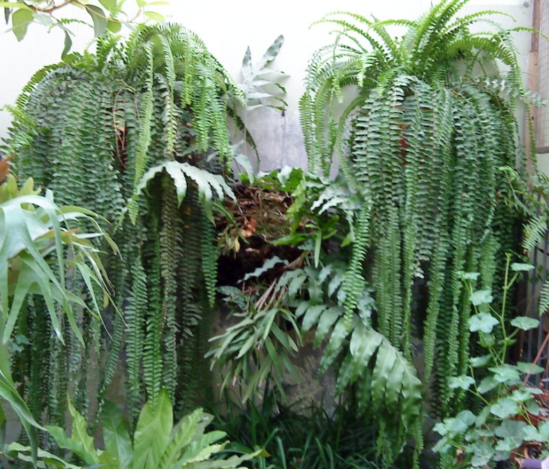 [Foto de planta, jardin, jardineria]
