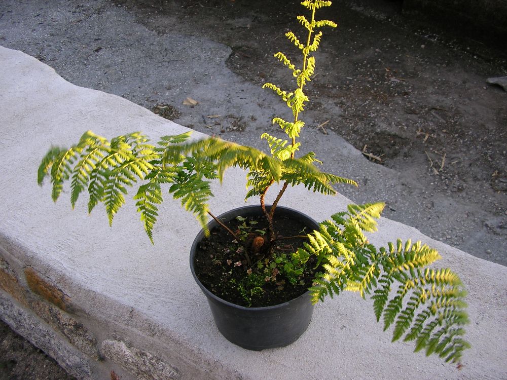 [Foto de planta, jardin, jardineria]