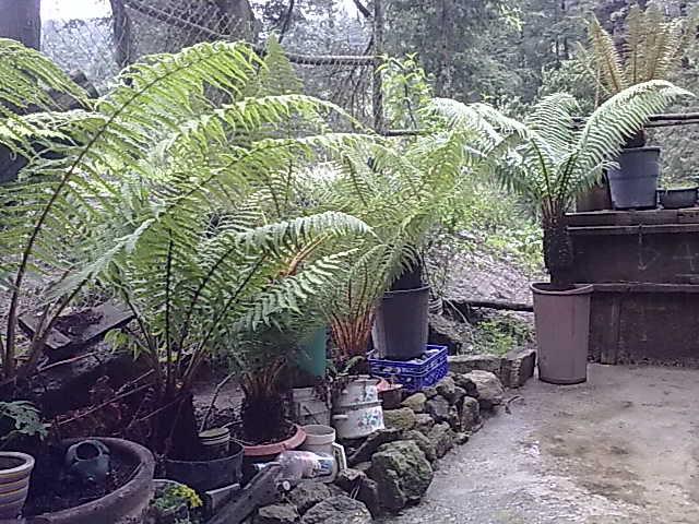[Foto de planta, jardin, jardineria]