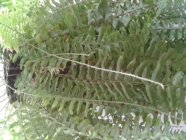 [Foto de planta, jardin, jardineria]